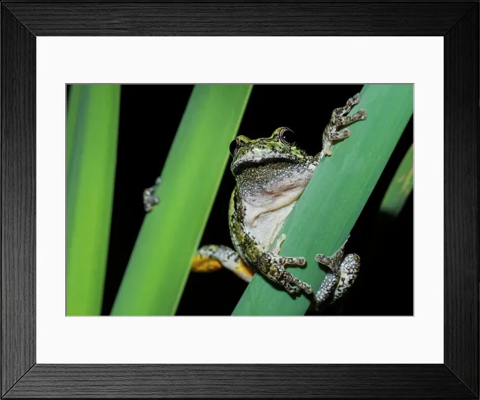 Framed Print : Gray Tree Frog (Dryophytes versicolor), formerly Hyla versicolor, Thornton, Ontario, Canada Framed Print : Gray Tree Frog (Dryophytes versicolor), formerly Hyla versicolor, Thornton, Ontario, Canada