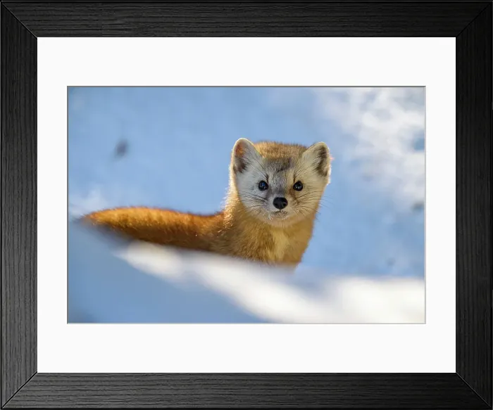 Framed Print : American pine marten (Martes americana) in winter, Algonquin Provincial Park, Ontario, Canada Framed Print : American pine marten (Martes americana) in winter, Algonquin Provincial Park, Ontario, Canada