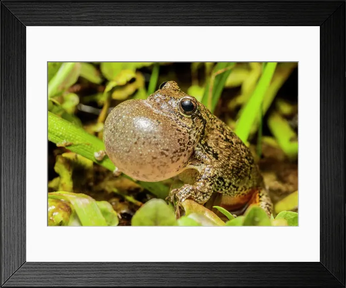 Framed Print : Gray Tree Frog (Dryophytes versicolor), formerly Hyla versicolor, with vocal sac inflated while chorusing at night near Thornton, Ontario, Canada Framed Print : Gray Tree Frog (Dryophytes versicolor), formerly Hyla versicolor, with vocal sac inflated while chorusing at night near Thornton, Ontario, Canada