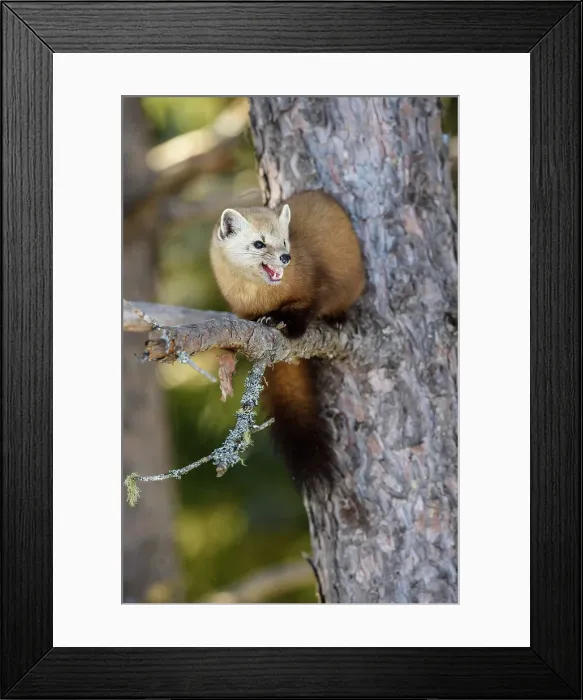 Framed Print : American pine marten (Martes americana) in winter, Algonquin Provincial Park, Ontario, Canada