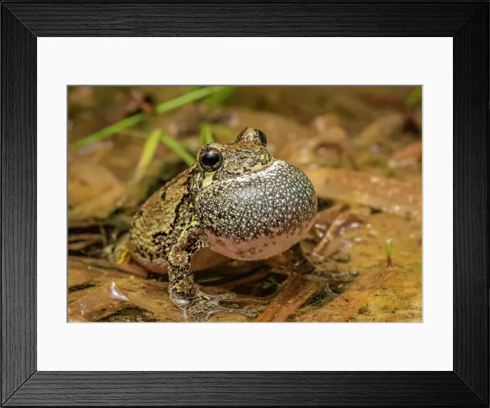 Framed Print : Gray Tree Frog (Dryophytes versicolor), formerly Hyla versicolor, with vocal sac inflated while chorusing at night near Thornton, Ontario, Canada