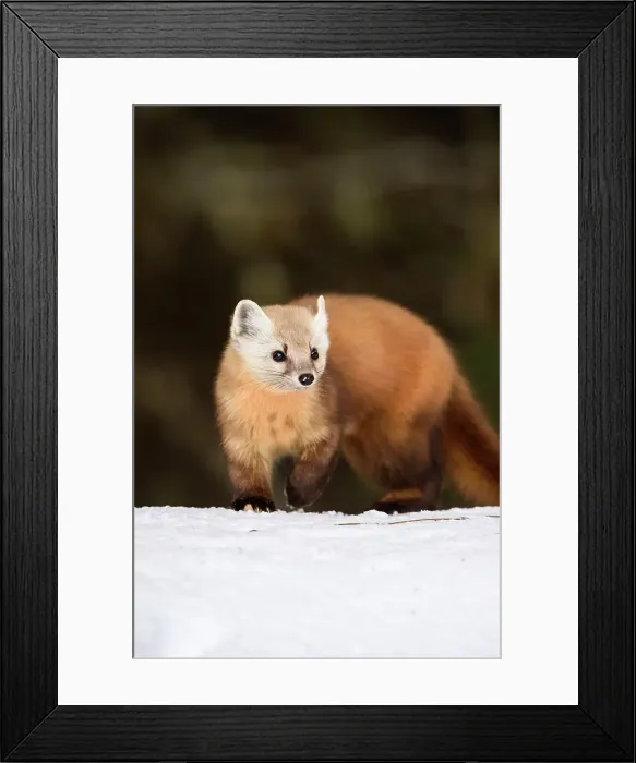 Framed Print : American pine marten (Martes americana) in winter, Algonquin Provincial Park, Ontario, Canada Framed Print : American pine marten (Martes americana) in winter, Algonquin Provincial Park, Ontario, Canada