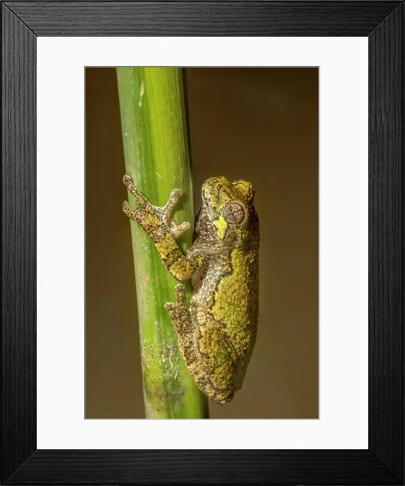 Framed Print : Gray Tree Frog (Dryophytes versicolor), formerly Hyla versicolor, West Lorne, Ontario, Canada Framed Print : Gray Tree Frog (Dryophytes versicolor), formerly Hyla versicolor, West Lorne, Ontario, Canada