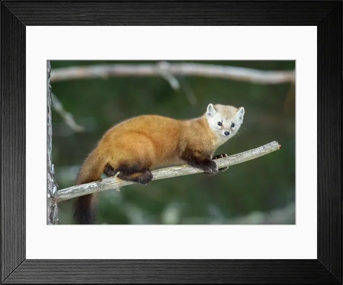 Framed Print : American pine marten (Martes americana) in winter, Algonquin Provincial Park, Ontario, Canada Framed Print : American pine marten (Martes americana) in winter, Algonquin Provincial Park, Ontario, Canada