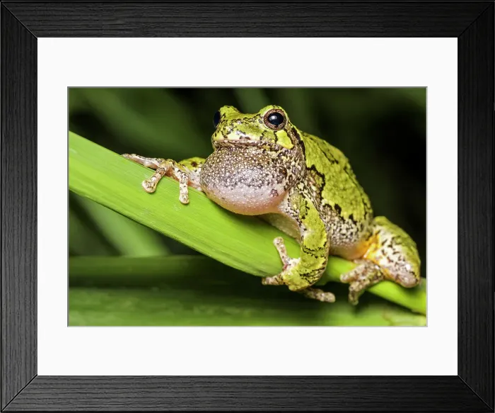 Framed Print : Gray Tree Frog (Dryophytes versicolor), formerly Hyla versicolor, with vocal sac inflated while chorusing at night near Thornton, Ontario, Canada