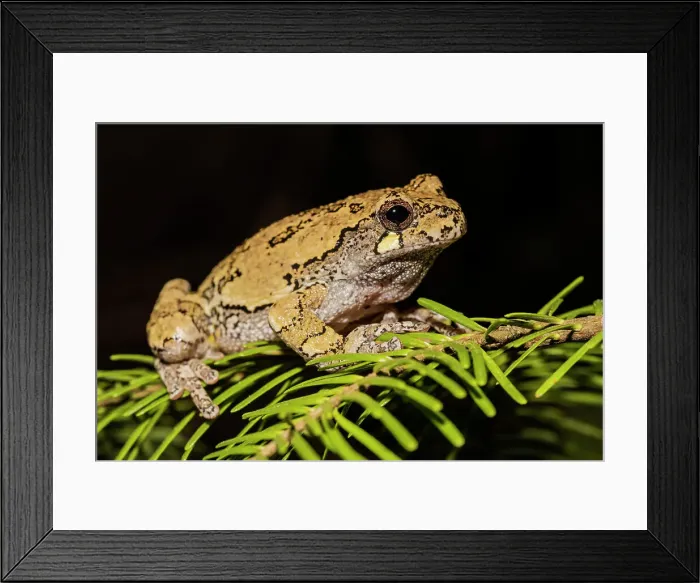 Framed Print : Gray Tree Frog (Dryophytes versicolor), formerly Hyla versicolor, Thornton, Ontario, Canada Framed Print : Gray Tree Frog (Dryophytes versicolor), formerly Hyla versicolor, Thornton, Ontario, Canada