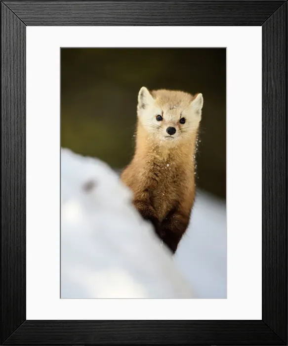 Framed Print : American pine marten (Martes americana) in winter, Algonquin Provincial Park, Ontario, Canada Framed Print : American pine marten (Martes americana) in winter, Algonquin Provincial Park, Ontario, Canada