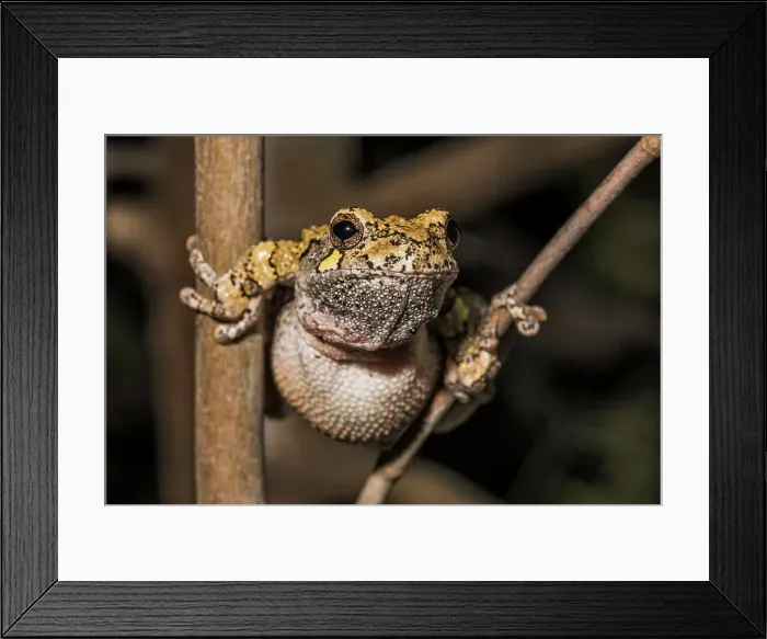 Framed Print : Gray Tree Frog (Dryophytes versicolor), formerly Hyla versicolor, Thornton, Ontario, Canada Framed Print : Gray Tree Frog (Dryophytes versicolor), formerly Hyla versicolor, Thornton, Ontario, Canada