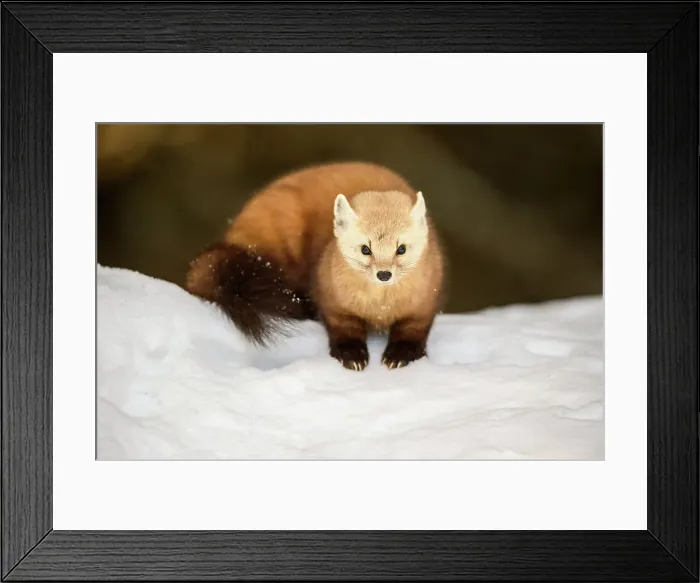 Framed Print : American pine marten (Martes americana) in winter, Algonquin Provincial Park, Ontario, Canada Framed Print : American pine marten (Martes americana) in winter, Algonquin Provincial Park, Ontario, Canada