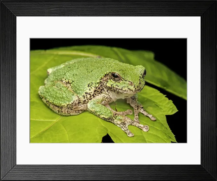 Framed Print : Gray Tree Frog (Dryophytes versicolor), formerly Hyla versicolor, Thornton, Ontario, Canada Framed Print : Gray Tree Frog (Dryophytes versicolor), formerly Hyla versicolor, Thornton, Ontario, Canada