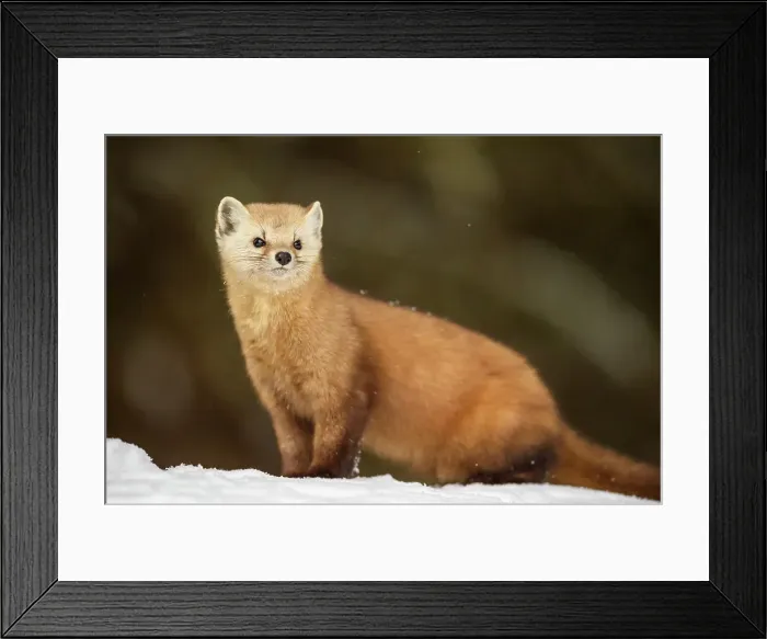Framed Print : American pine marten (Martes americana) in winter, Algonquin Provincial Park, Ontario, Canada Framed Print : American pine marten (Martes americana) in winter, Algonquin Provincial Park, Ontario, Canada