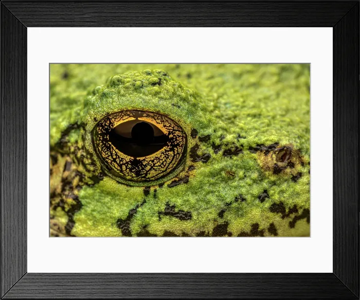 Framed Print : Gray Tree Frog (Dryophytes versicolor) close up of eye, formerly Hyla versicolor, Thornton, Ontario, Canada Framed Print : Gray Tree Frog (Dryophytes versicolor) close up of eye, formerly Hyla versicolor, Thornton, Ontario, Canada