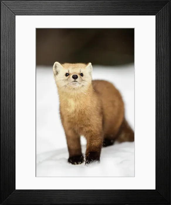 Framed Print : American pine marten (Martes americana) in winter, Algonquin Provincial Park, Ontario, Canada