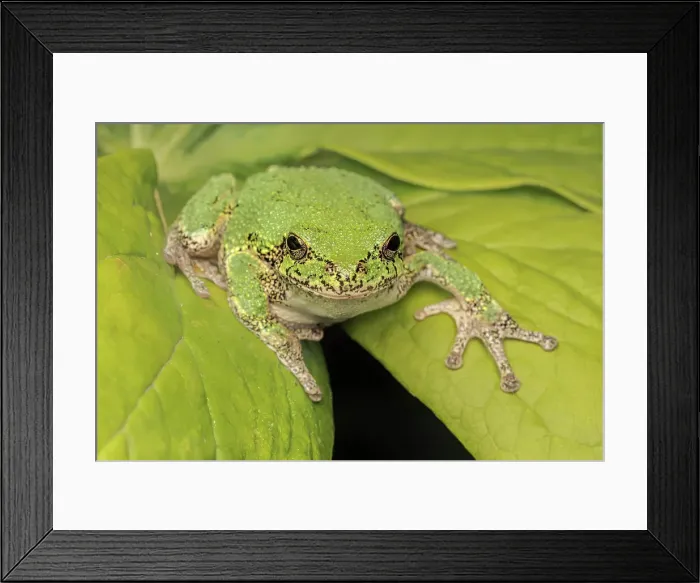 Framed Print : Gray Tree Frog (Dryophytes versicolor), formerly Hyla versicolor, Thornton, Ontario, Canada Framed Print : Gray Tree Frog (Dryophytes versicolor), formerly Hyla versicolor, Thornton, Ontario, Canada