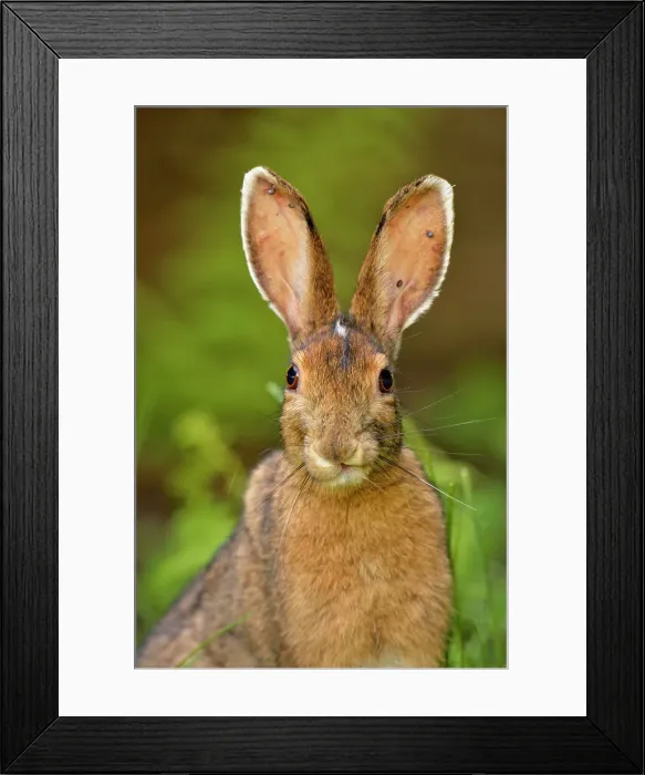 Framed Print : Tick infested Varying hare, Lepus americanus, Greater Sudbury (Lively), Ontario, Canada Framed Print : Tick infested Varying hare, Lepus americanus, Greater Sudbury (Lively), Ontario, Canada