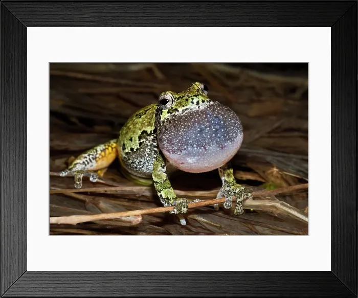 Framed Print : Gray Tree Frog (Dryophytes versicolor), formerly Hyla versicolor, with vocal sac inflated while chorusing at night near Thornton, Ontario, Canada