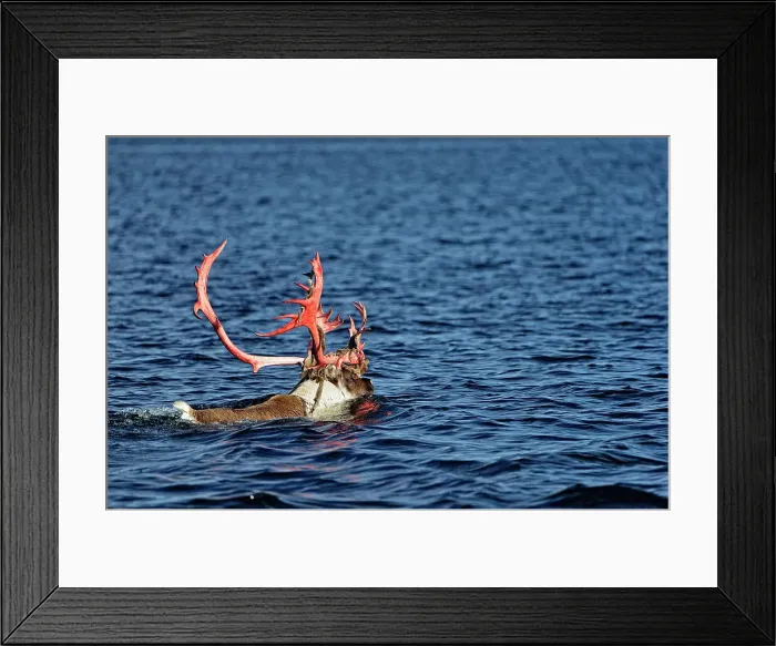 Framed Print : Barrenground caribou (Rangifer tarandus groenlandicus) Qamanirjuaq herd Bull in autumn migration swimming across Ennadai Lake, Arctic Haven Lodge, Ennadai Lake, Nunavut, Canada Framed Print : Barrenground caribou (Rangifer tarandus groenlandicus) Qamanirjuaq herd Bull in autumn migration swimming across Ennadai Lake, Arctic Haven Lodge, Ennadai Lake, Nunavut, Canada