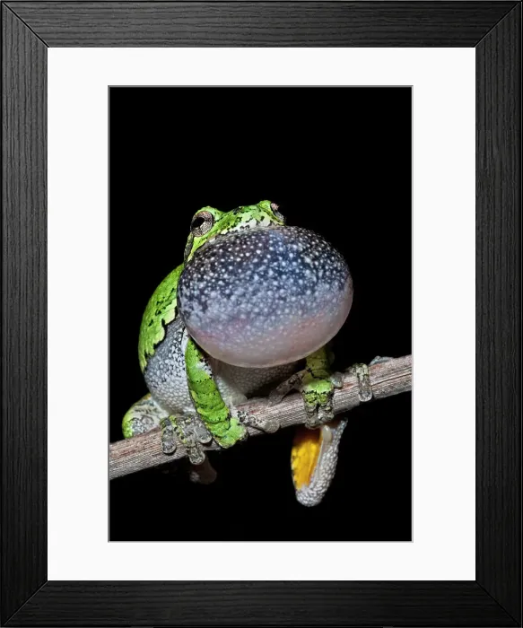 Framed Print : Gray Tree Frog (Dryophytes versicolor), formerly Hyla versicolor, with vocal sac inflated while chorusing at night near Thornton, Ontario, Canada