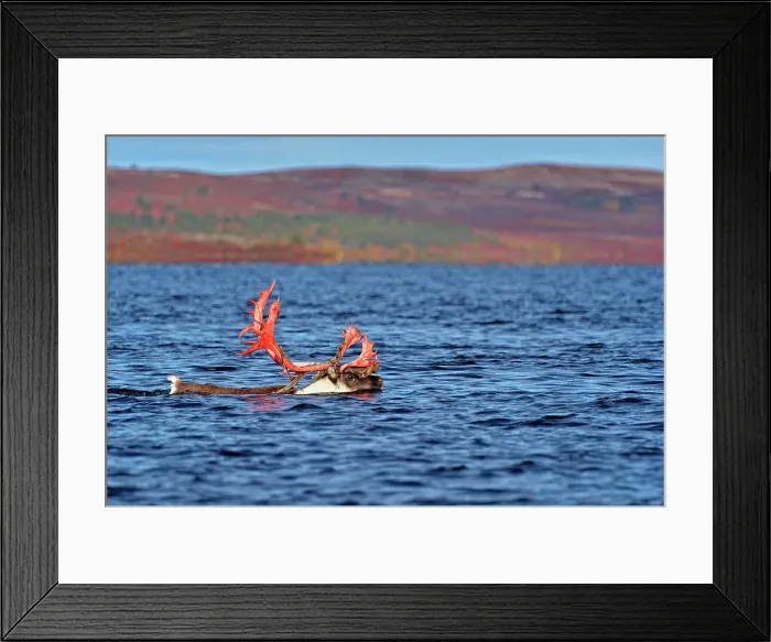 Framed Print : Barrenground caribou (Rangifer tarandus groenlandicus) Qamanirjuaq herd Bull in autumn migration swimming across Ennadai Lake, Arctic Haven Lodge, Ennadai Lake, Nunavut, Canada Framed Print : Barrenground caribou (Rangifer tarandus groenlandicus) Qamanirjuaq herd Bull in autumn migration swimming across Ennadai Lake, Arctic Haven Lodge, Ennadai Lake, Nunavut, Canada