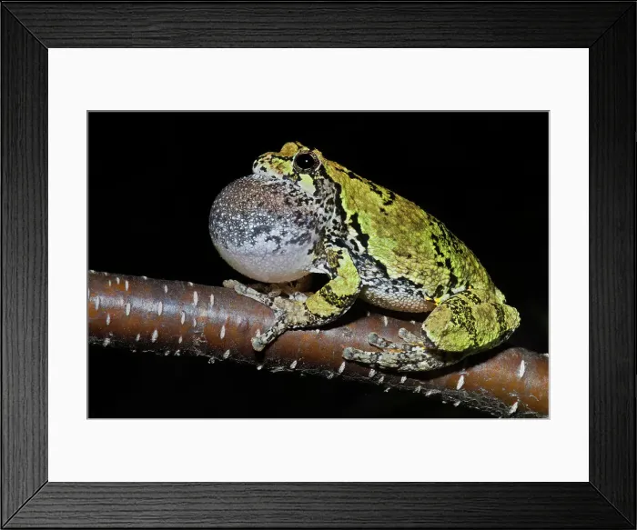 Framed Print : Gray Tree Frog (Dryophytes versicolor), formerly Hyla versicolor, with vocal sac inflated while chorusing at night near Thornton, Ontario, Canada Framed Print : Gray Tree Frog (Dryophytes versicolor), formerly Hyla versicolor, with vocal sac inflated while chorusing at night near Thornton, Ontario, Canada