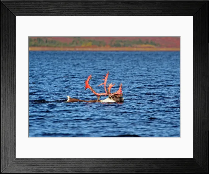 Framed Print : Barrenground caribou (Rangifer tarandus groenlandicus) Qamanirjuaq herd Bull in autumn migration swimming across Ennadai Lake, Arctic Haven Lodge, Ennadai Lake, Nunavut, Canada