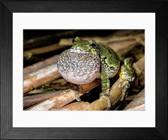 Framed Print : Gray Tree Frog (Dryophytes versicolor), formerly Hyla versicolor, with vocal sac inflated while chorusing at night near Thornton, Ontario, Canada Framed Print : Gray Tree Frog (Dryophytes versicolor), formerly Hyla versicolor, with vocal sac inflated while chorusing at night near Thornton, Ontario, Canada
