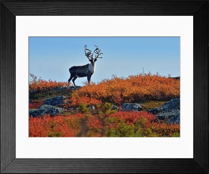Framed Print : Barrenground caribou (Rangifer tarandus groenlandicus) Qamanirjuaq herd bull with atypical rack in autumn migration near Ennadai Lake, Arctic Haven Lodge, Ennadai Lake, Nunavut, Canada Framed Print : Barrenground caribou (Rangifer tarandus groenlandicus) Qamanirjuaq herd bull with atypical rack in autumn migration near Ennadai Lake, Arctic Haven Lodge, Ennadai Lake, Nunavut, Canada