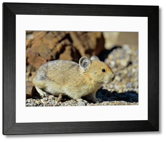 Framed Print : American pika (Ochotona princeps), Peter Lougheed Provincial Park, Alberta, Canada Framed Print : American pika (Ochotona princeps), Peter Lougheed Provincial Park, Alberta, Canada