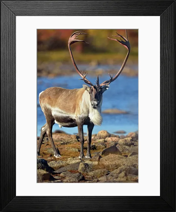 Framed Print : Barrenground caribou (Rangifer tarandus groenlandicus) Qamanirjuaq herd bulls in autumn migration near Ennadai Lake, Arctic Haven Lodge, Ennadai Lake, Nunavut, Canada Framed Print : Barrenground caribou (Rangifer tarandus groenlandicus) Qamanirjuaq herd bulls in autumn migration near Ennadai Lake, Arctic Haven Lodge, Ennadai Lake, Nunavut, Canada