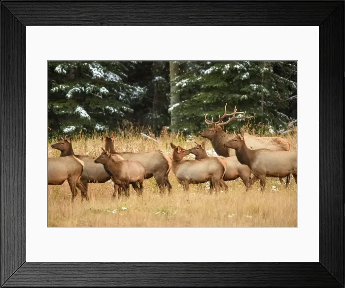 Framed Print : Elk (Cervus elaphus) Bull with harem of females in mountain meadow, Banff National Park, Alberta, Canada Framed Print : Elk (Cervus elaphus) Bull with harem of females in mountain meadow, Banff National Park, Alberta, Canada