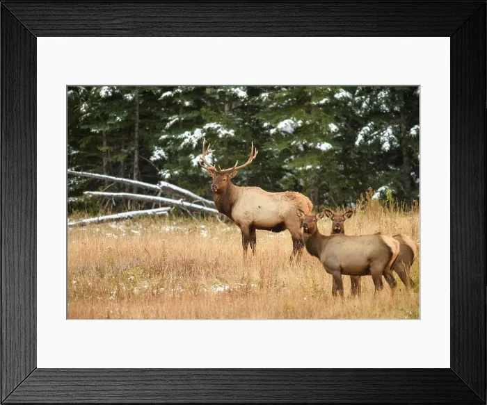 Framed Print : Elk (Cervus elaphus) Bull with harem of females in mountain meadow, Banff National Park, Alberta, Canada Framed Print : Elk (Cervus elaphus) Bull with harem of females in mountain meadow, Banff National Park, Alberta, Canada