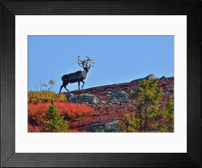 Framed Print : Barrenground Caribou (Rangifer tarandus groenlandicus) Qamanirjuaq herd bull with atypical antlers in autumn migration near Ennadai Lake, Arctic Haven Lodge, Ennadai Lake, Nunavut, Canada Framed Print : Barrenground Caribou (Rangifer tarandus groenlandicus) Qamanirjuaq herd bull with atypical antlers in autumn migration near Ennadai Lake, Arctic Haven Lodge, Ennadai Lake, Nunavut, Canada