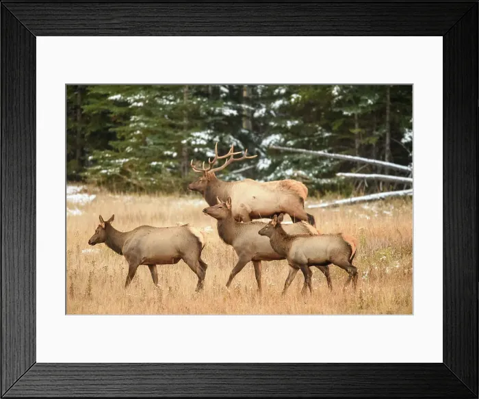 Framed Print : Elk (Cervus elaphus) Bull with harem of females in mountain meadow, Banff National Park, Alberta, Canada Framed Print : Elk (Cervus elaphus) Bull with harem of females in mountain meadow, Banff National Park, Alberta, Canada