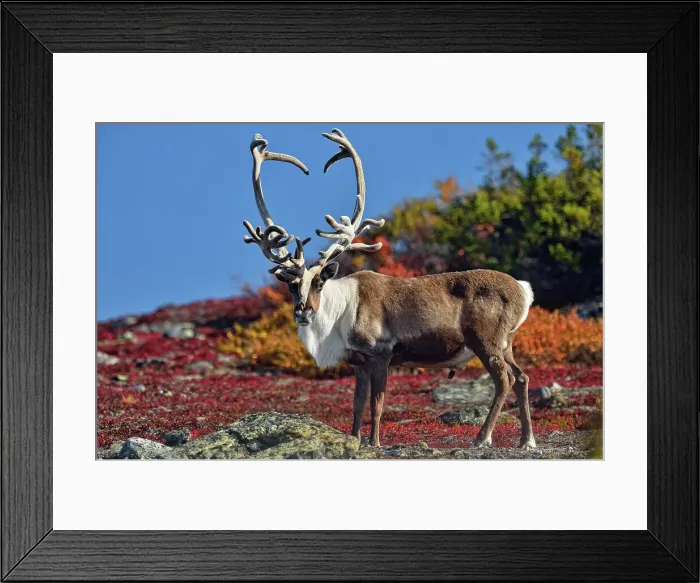 Framed Print : Barrenground Caribou (Rangifer tarandus groenlandicus) Qamanirjuaq herd bull with atypical antlers in autumn migration near Ennadai Lake, Arctic Haven Lodge, Ennadai Lake, Nunavut, Canada Framed Print : Barrenground Caribou (Rangifer tarandus groenlandicus) Qamanirjuaq herd bull with atypical antlers in autumn migration near Ennadai Lake, Arctic Haven Lodge, Ennadai Lake, Nunavut, Canada