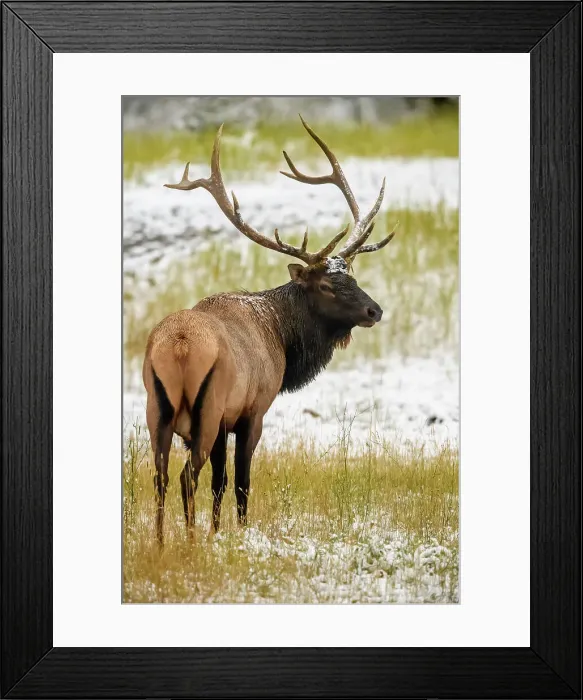 Framed Print : Elk (Cervus elaphus) Bull n the autumn rut, Banff National Park, Alberta, Canada Framed Print : Elk (Cervus elaphus) Bull n the autumn rut, Banff National Park, Alberta, Canada