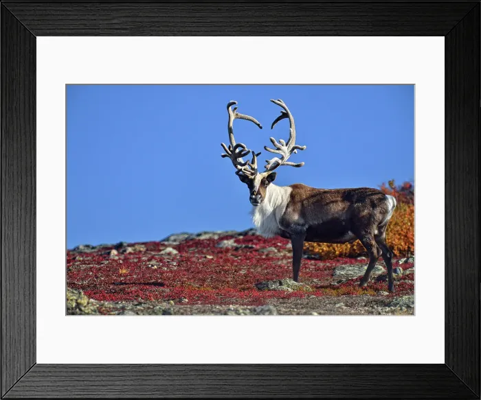 Framed Print : Barrenground Caribou (Rangifer tarandus groenlandicus) Qamanirjuaq herd bull with atypical antlers in autumn migration near Ennadai Lake, Arctic Haven Lodge, Ennadai Lake, Nunavut, Canada Framed Print : Barrenground Caribou (Rangifer tarandus groenlandicus) Qamanirjuaq herd bull with atypical antlers in autumn migration near Ennadai Lake, Arctic Haven Lodge, Ennadai Lake, Nunavut, Canada