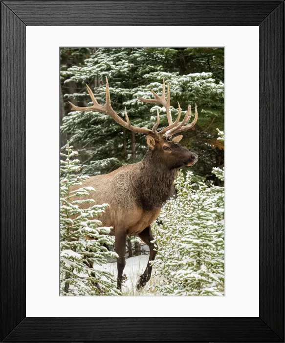 Framed Print : Elk (Cervus elaphus) in the autumn rut, Banff National Park, Alberta, Canada Framed Print : Elk (Cervus elaphus) in the autumn rut, Banff National Park, Alberta, Canada