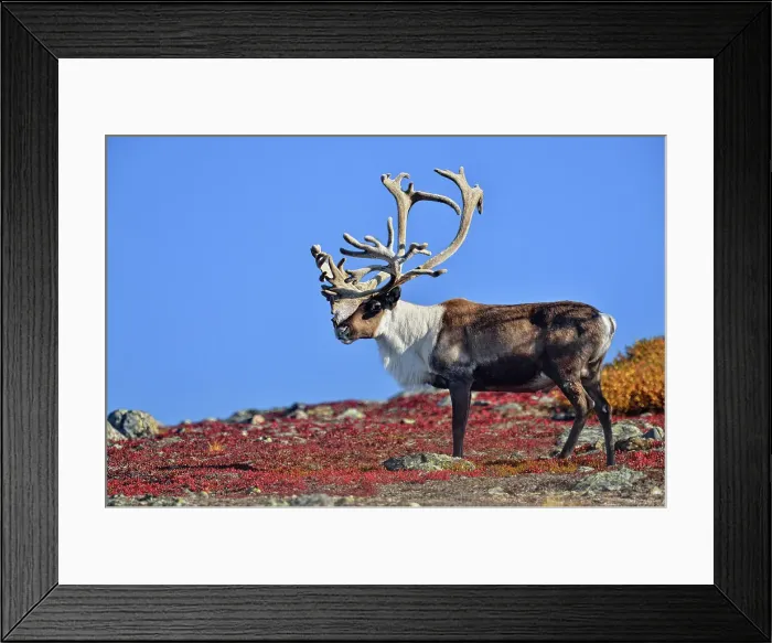 Framed Print : Barrenground Caribou (Rangifer tarandus groenlandicus) Qamanirjuaq herd bull with atypical antlers in autumn migration near Ennadai Lake, Arctic Haven Lodge, Ennadai Lake, Nunavut, Canada