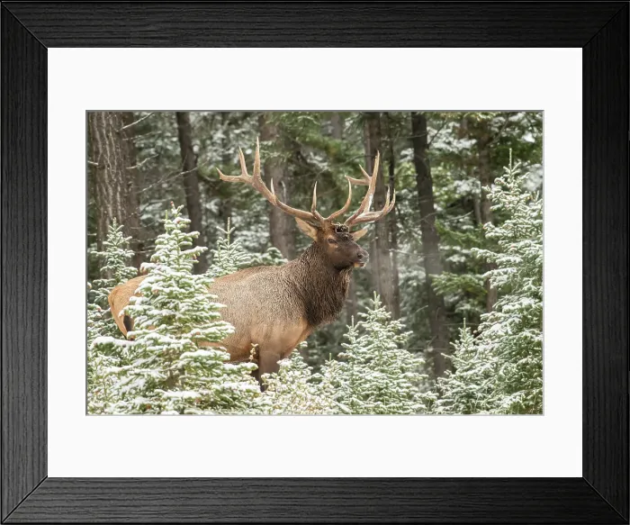 Framed Print : Elk (Cervus elaphus) in the autumn rut, Banff National Park, Alberta, Canada