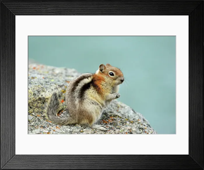 Framed Print : Golden mantled ground squirrel (Spermophilus lateralis), Jasper National Park, Alberta, Canada Framed Print : Golden mantled ground squirrel (Spermophilus lateralis), Jasper National Park, Alberta, Canada