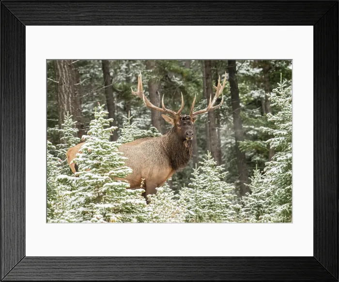 Framed Print : Elk (Cervus elaphus) in the autumn rut, Banff National Park, Alberta, Canada Framed Print : Elk (Cervus elaphus) in the autumn rut, Banff National Park, Alberta, Canada