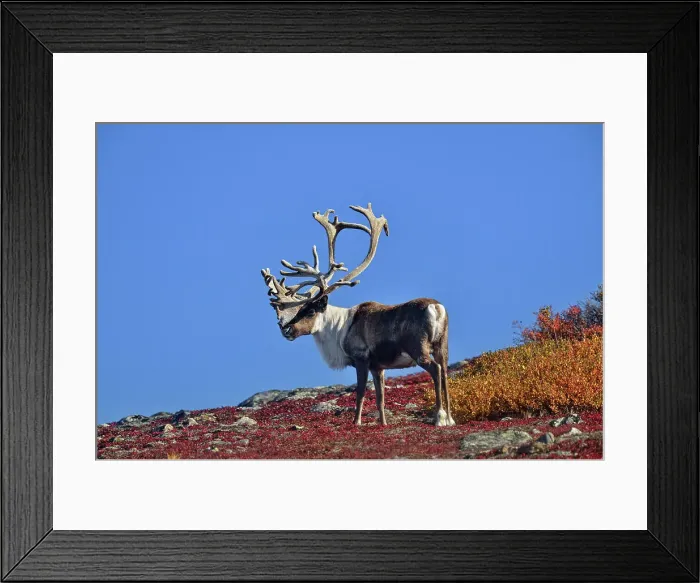 Framed Print : Barrenground Caribou (Rangifer tarandus groenlandicus) Qamanirjuaq herd bull with atypical antlers in autumn migration near Ennadai Lake, Arctic Haven Lodge, Ennadai Lake, Nunavut, Canada Framed Print : Barrenground Caribou (Rangifer tarandus groenlandicus) Qamanirjuaq herd bull with atypical antlers in autumn migration near Ennadai Lake, Arctic Haven Lodge, Ennadai Lake, Nunavut, Canada