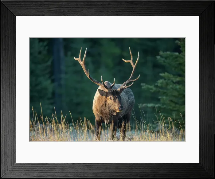 Framed Print : Elk (Cervus elaphus) Rutting bull, Banff National Park, Alberta, Canada Framed Print : Elk (Cervus elaphus) Rutting bull, Banff National Park, Alberta, Canada