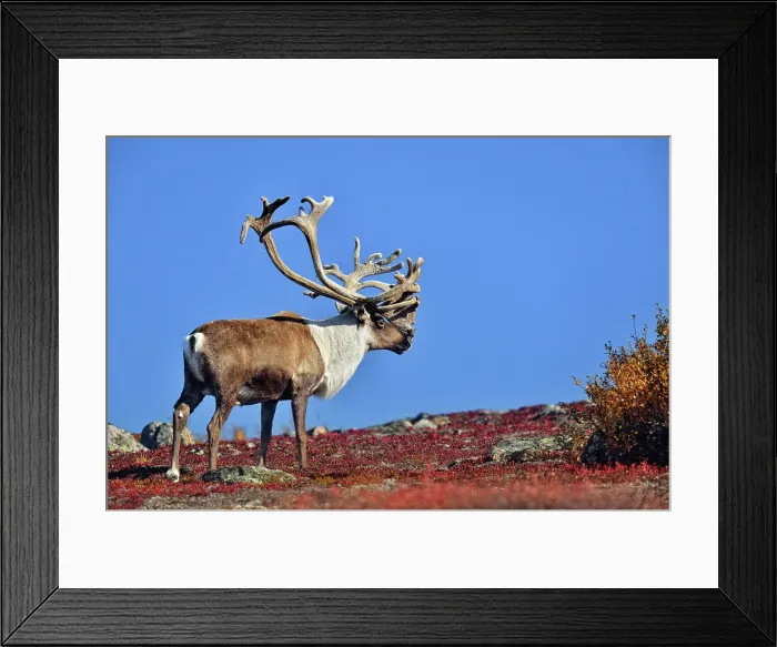 Framed Print : Barrenground Caribou (Rangifer tarandus groenlandicus) Qamanirjuaq herd bull with atypical antlers in autumn migration near Ennadai Lake, Arctic Haven Lodge, Ennadai Lake, Nunavut, Canada