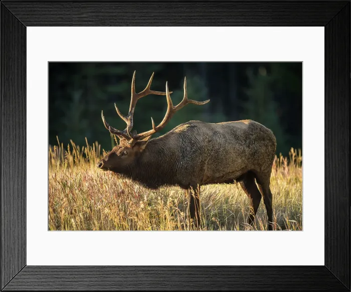 Framed Print : Elk (Cervus elaphus) Rutting bull, Banff National Park, Alberta, Canada Framed Print : Elk (Cervus elaphus) Rutting bull, Banff National Park, Alberta, Canada