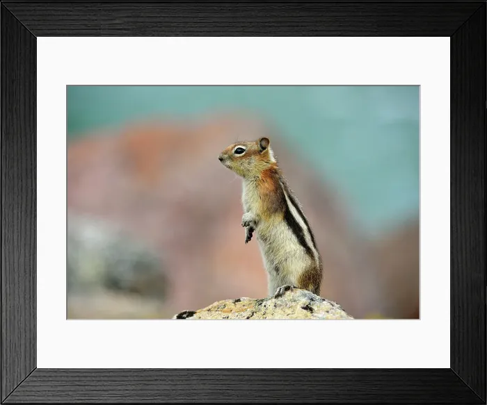 Framed Print : Golden mantled ground squirrel (Spermophilus lateralis), Jasper National Park, Alberta, Canada Framed Print : Golden mantled ground squirrel (Spermophilus lateralis), Jasper National Park, Alberta, Canada