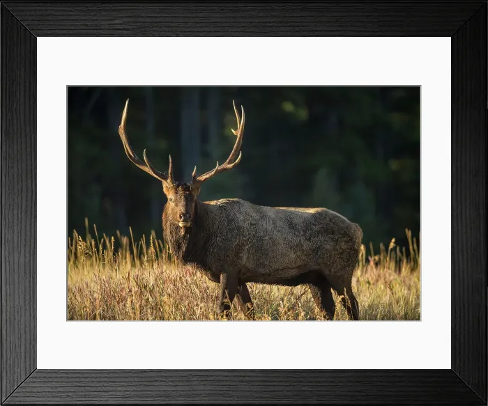 Framed Print : Elk (Cervus elaphus) Rutting bull, Banff National Park, Alberta, Canada Framed Print : Elk (Cervus elaphus) Rutting bull, Banff National Park, Alberta, Canada