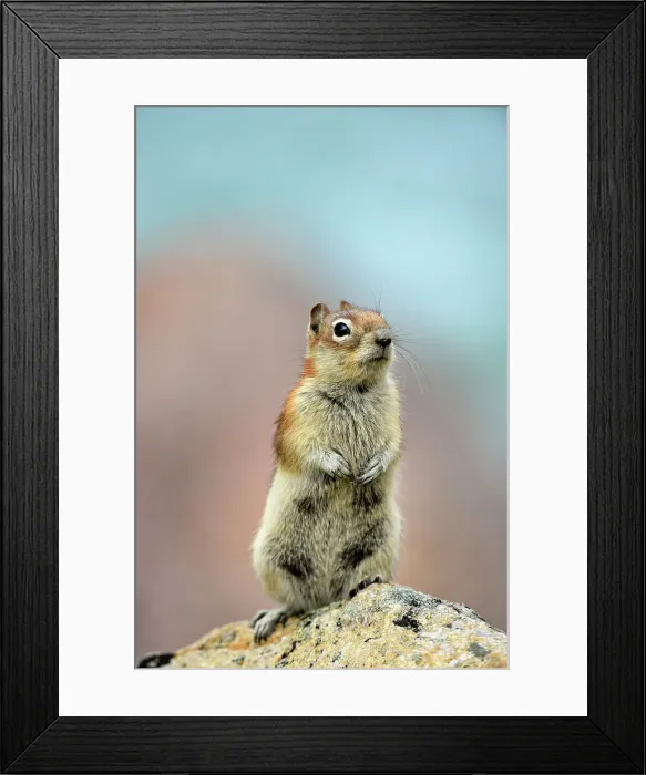 Framed Print : Golden mantled ground squirrel (Spermophilus lateralis), Jasper National Park, Alberta, Canada Framed Print : Golden mantled ground squirrel (Spermophilus lateralis), Jasper National Park, Alberta, Canada