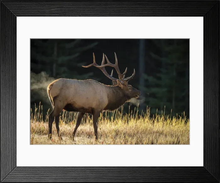 Framed Print : Elk (Cervus elaphus) Rutting bull, Banff National Park, Alberta, Canada Framed Print : Elk (Cervus elaphus) Rutting bull, Banff National Park, Alberta, Canada