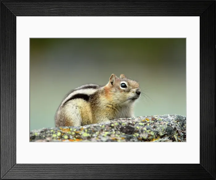 Framed Print : Golden mantled ground squirrel (Spermophilus lateralis), Jasper National Park, Alberta, Canada Framed Print : Golden mantled ground squirrel (Spermophilus lateralis), Jasper National Park, Alberta, Canada